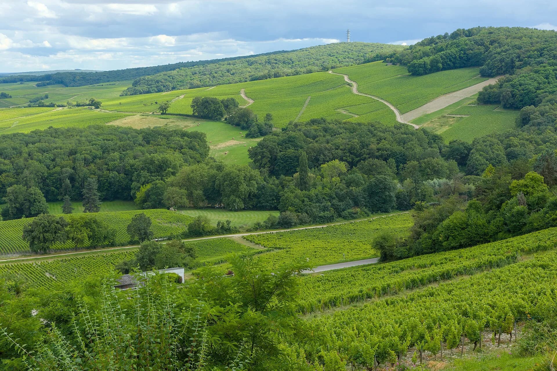 Rangs de vigne sur les coteaux du Sancerrois