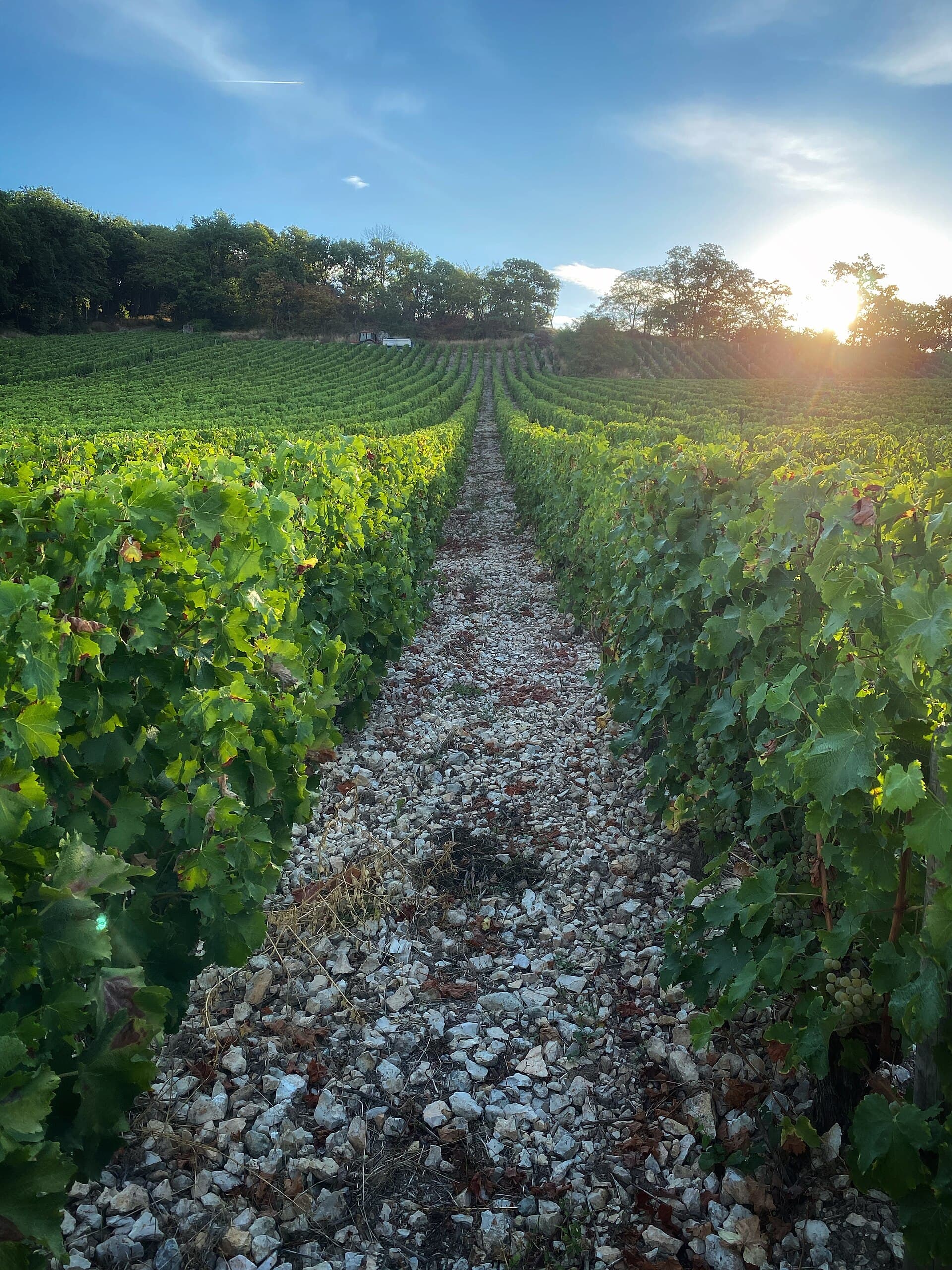Allée de vignes sur sol de caillottes au coucher du soleil, parcelle de Sancerre