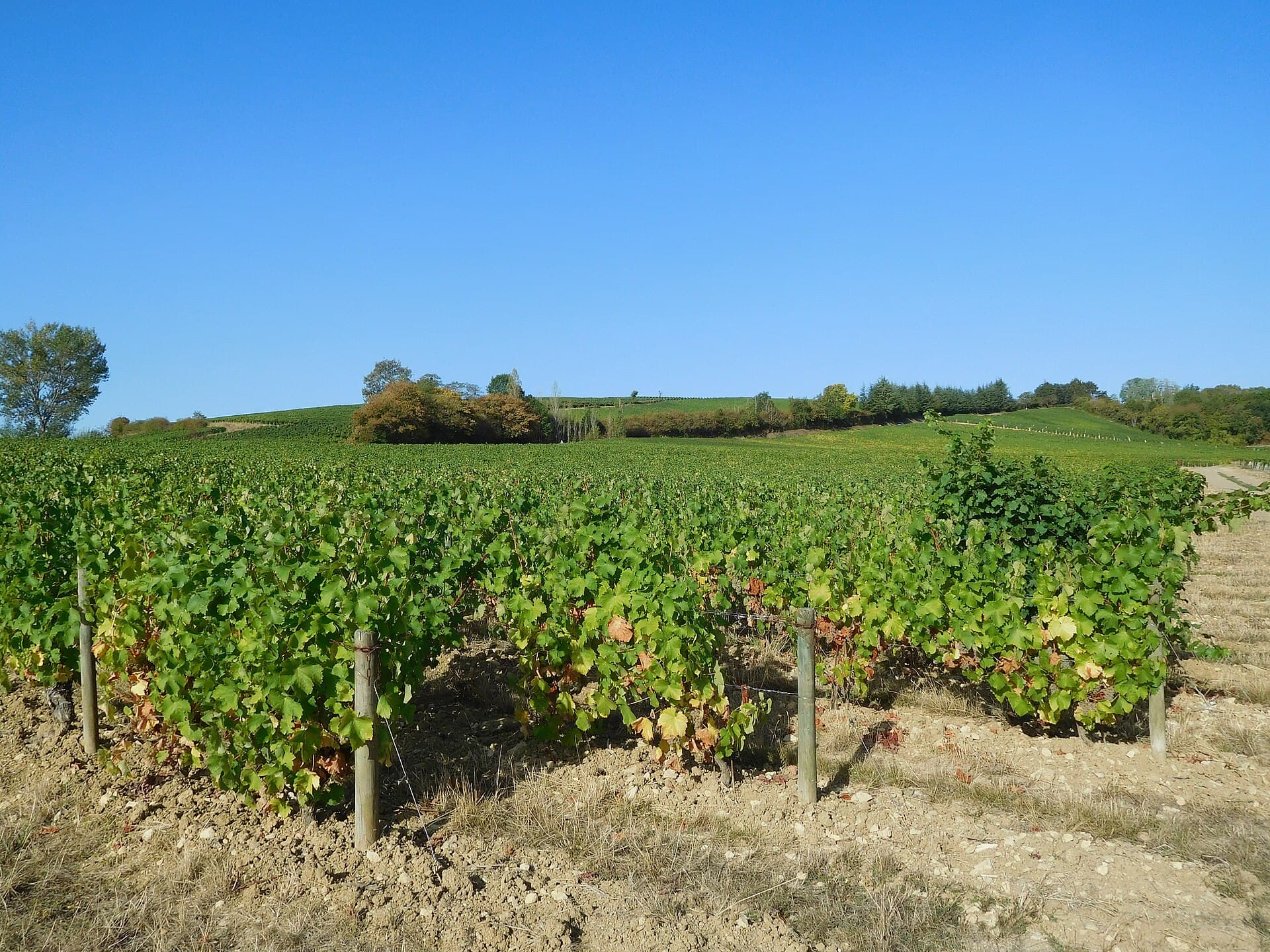 Vignoble sancerrois à l'approche des vendanges, paysage doux et lumineux