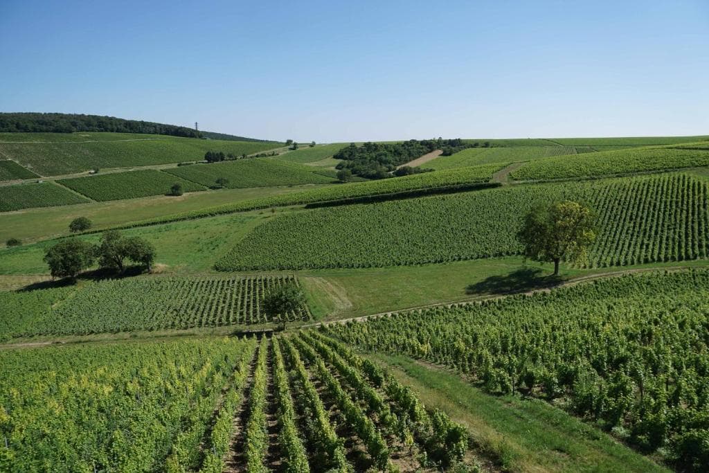 Vue panoramique sur les coteaux du vignoble de Sancerre depuis le gîte